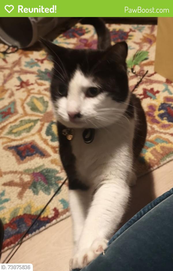 Reunited Female Cat last seen Colyton Road (across from Peckham Rye Park), Greater London, England SE22 0NE