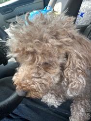 Reunited Female Dog last seen Main st slippery rock, Slippery Rock, PA 16057