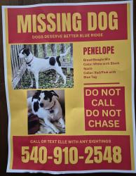 Lost Female Dog last seen Proffit Rd near Baker Butler Elementary , Charlottesville, VA 22911