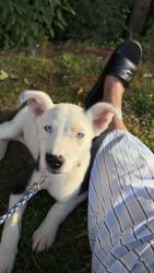 Reunited Male Dog last seen S 4th  st and plum st, Zephyrhills, FL 33542