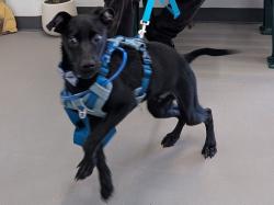 Lost Male Dog last seen Visd administration, Victoria, TX 77901