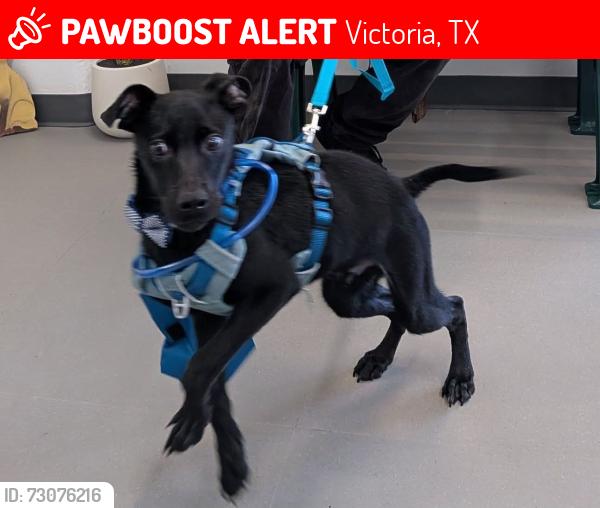 Lost Male Dog last seen Visd administration, Victoria, TX 77901