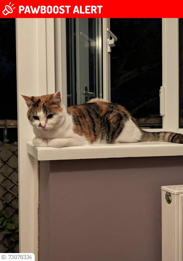 Lost Female Cat last seen Near Southwick Square, Southwick, England BN42 4FL
