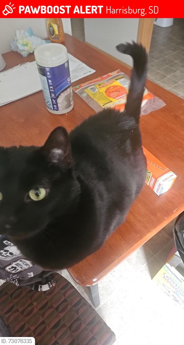 Lost Male Cat last seen Willow Street/Cliff Ave, Harrisburg, SD 57032