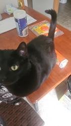 Lost Male Cat last seen Willow Street/Cliff Ave, Harrisburg, SD 57032