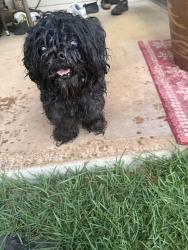 Found/Stray Female Dog last seen Kaileolea dr, Ocean Pointe, HI 96706