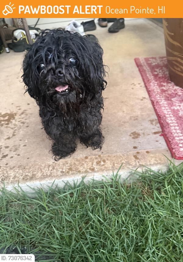 Found/Stray Female Dog last seen Kaileolea dr, Ocean Pointe, HI 96706