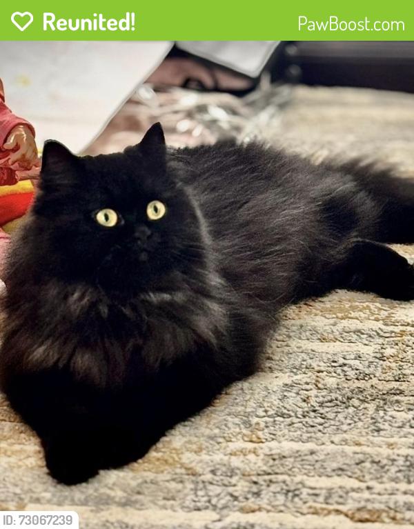 Reunited Female Cat last seen South Kings hwy, Alexandria, VA 22306