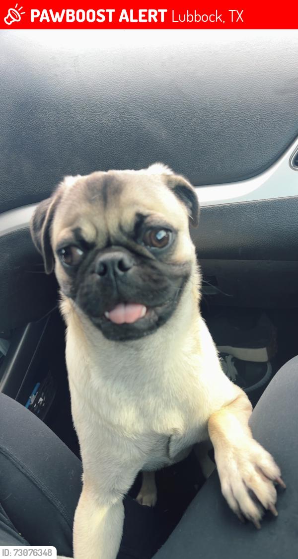 Lost Male Dog last seen Bigham’s BBQ, Lubbock, TX 79407
