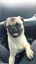 Lost Male Dog last seen Bigham’s BBQ, Lubbock, TX 79407