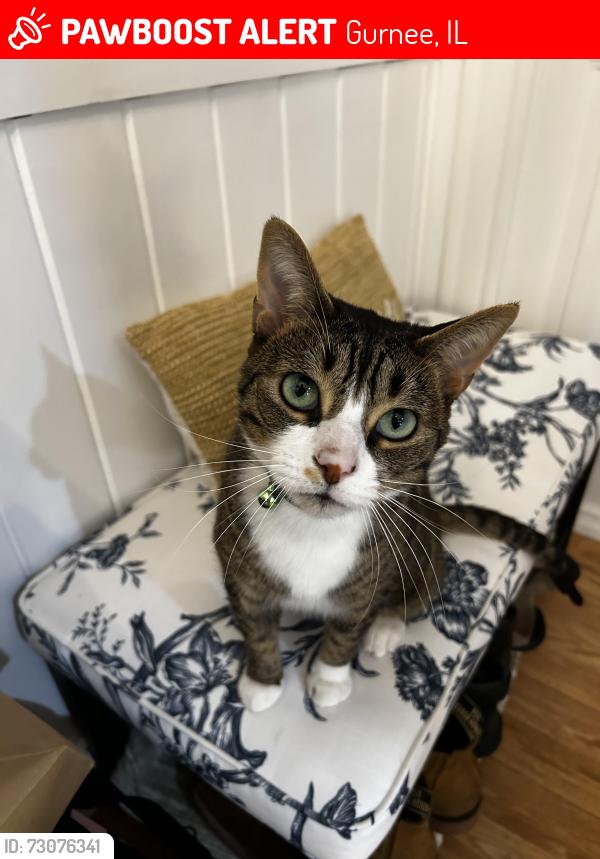 Lost Male Cat last seen Delaney and Old Grand Avenue, Gurnee, IL 60031