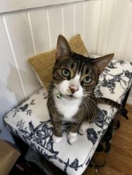 Lost Male Cat last seen Delaney and Old Grand Avenue, Gurnee, IL 60031