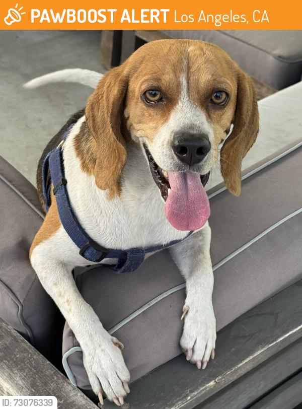 Found/Stray Female Dog last seen Terra Bella & Stanwin Ave, Los Angeles, CA 91331
