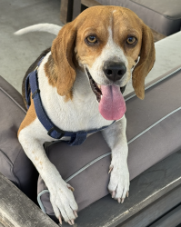 Found/Stray Female Dog last seen Terra Bella & Stanwin Ave, Los Angeles, CA 91331