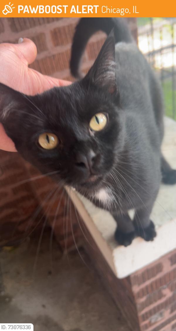 Found/Stray Male Cat last seen West 62nd street and Albany Avenue, Chicago, IL 60629