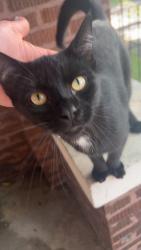 Found/Stray Male Cat last seen West 62nd street and Albany Avenue, Chicago, IL 60629