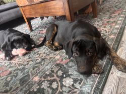 Found/Stray Female Dog last seen They were walking around the neighborhood, Edmond, OK 73034