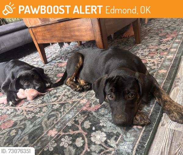 Found/Stray Female Dog last seen They were walking around the neighborhood, Edmond, OK 73034