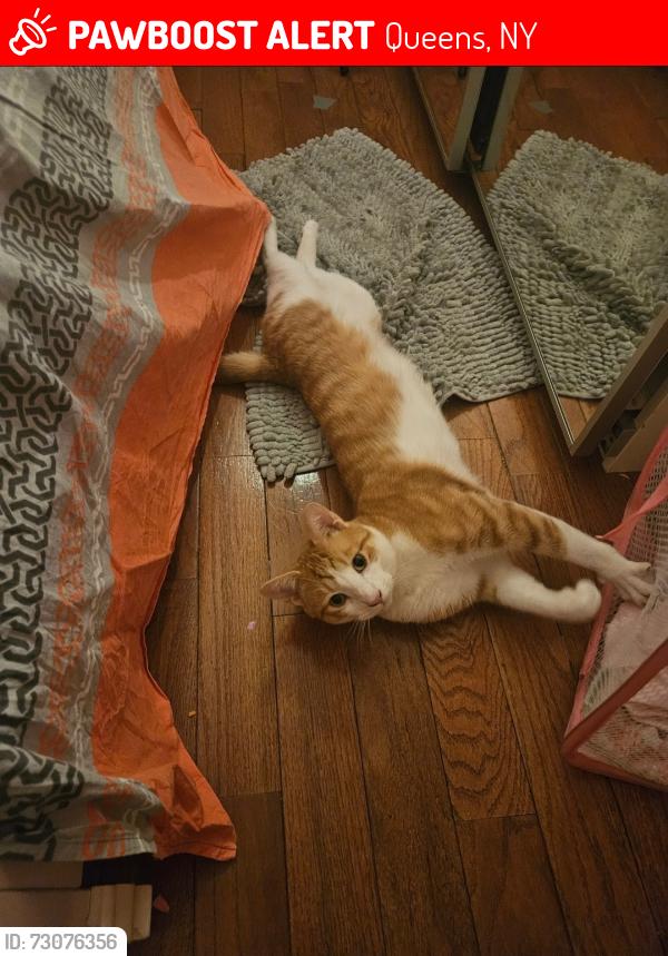 Lost Male Cat last seen 178st near bridge , Queens, NY 11433