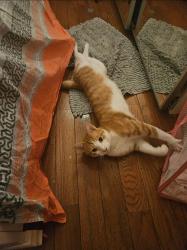Lost Male Cat last seen 178st near bridge , Queens, NY 11433