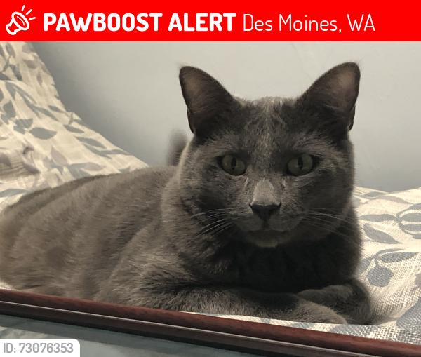 Lost Male Cat last seen 11th and 223rd, Des Moines, WA 98198