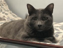 Lost Male Cat last seen 11th and 223rd, Des Moines, WA 98198
