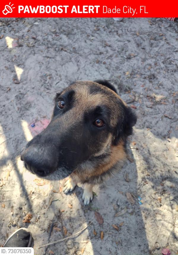 Lost Male Dog last seen Charlie’s Market, Dade City, FL 33525