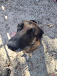 Lost Male Dog last seen Charlie’s Market, Dade City, FL 33525