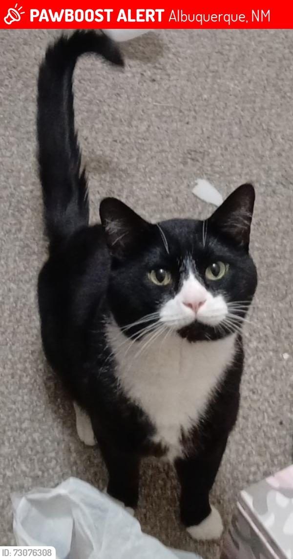 Lost Male Cat last seen The Retreat At Candelaria , Candelaria & Juan Tabo, Albuquerque, NM 87111