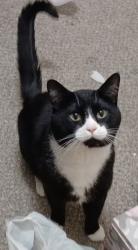 Lost Male Cat last seen The Retreat At Candelaria , Candelaria & Juan Tabo, Albuquerque, NM 87111