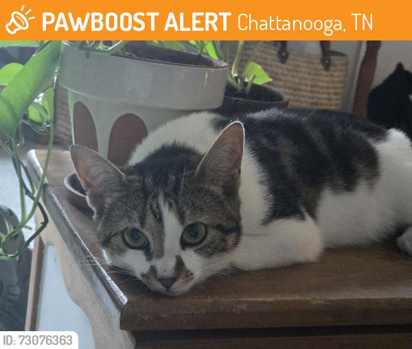 Found/Stray Female Cat last seen Amnicola Hwy, near Siskin hosp, Chattanooga, TN 37406