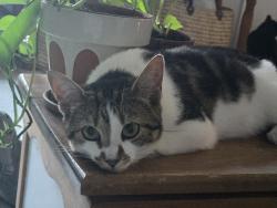 Found/Stray Female Cat last seen Amnicola Hwy, near Siskin hosp, Chattanooga, TN 37406