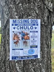 Lost Male Dog last seen South Miami Heights SW 122ND AVE & SW 204TH ST, South Miami Heights, FL 33177
