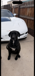 Lost Male Dog last seen Federal &Exposition, Denver, CO 80219