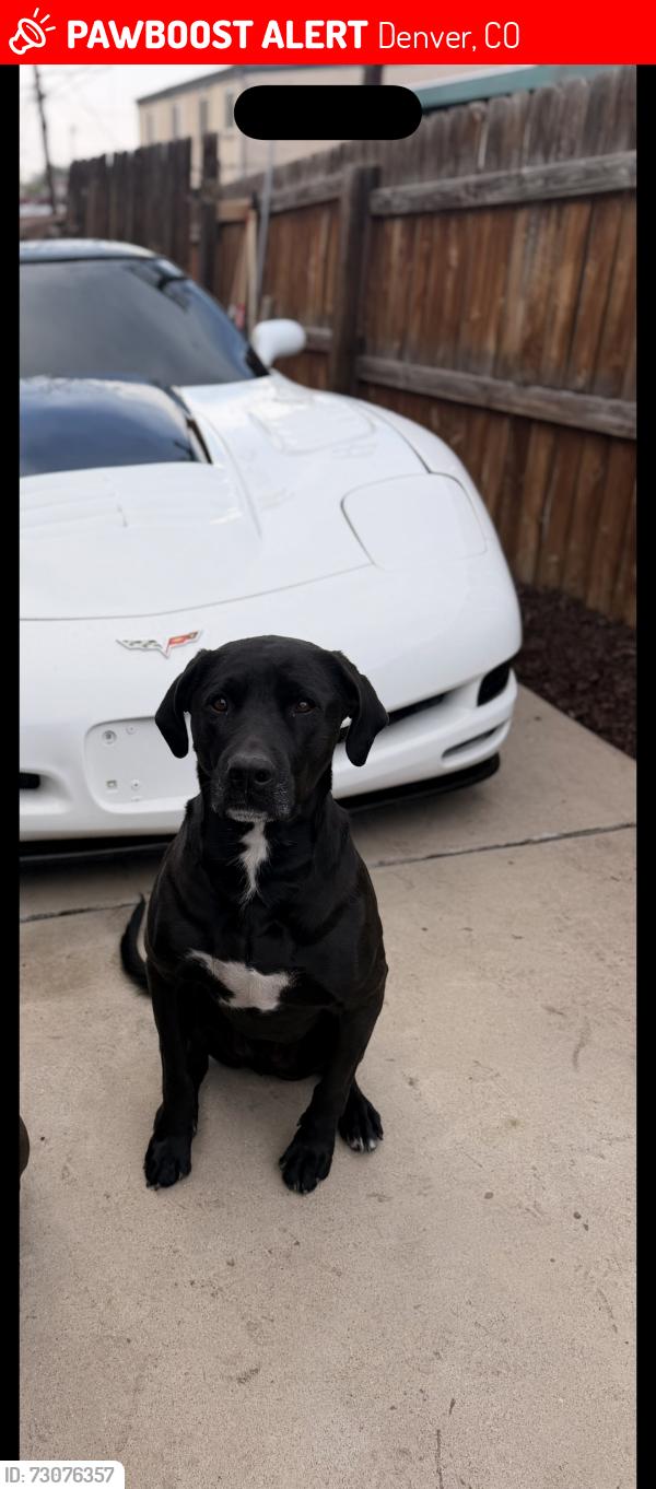 Lost Male Dog last seen Federal &Exposition, Denver, CO 80219