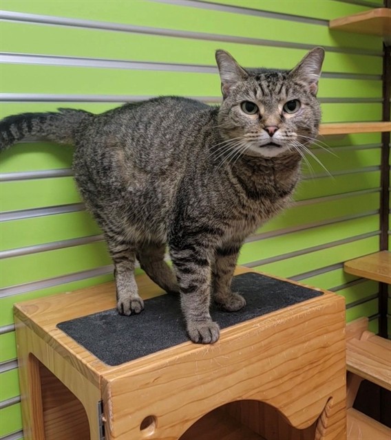 Shelter Stray Female Cat last seen ST PETERS, 4850 Mid Rivers Mall Dr, St Peters, MO 63376, USA