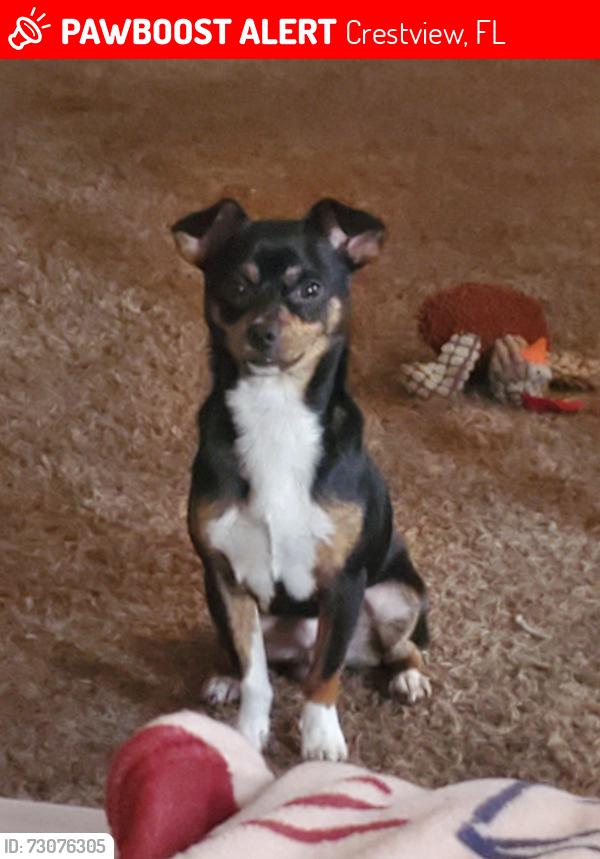 Lost Male Dog last seen Auburn rd, Crestview, FL 32536
