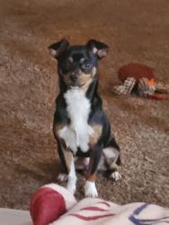Lost Male Dog last seen Auburn rd, Crestview, FL 32536