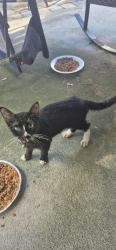 Found/Stray Female Cat last seen Barnes University, Jacksonville, FL 32216