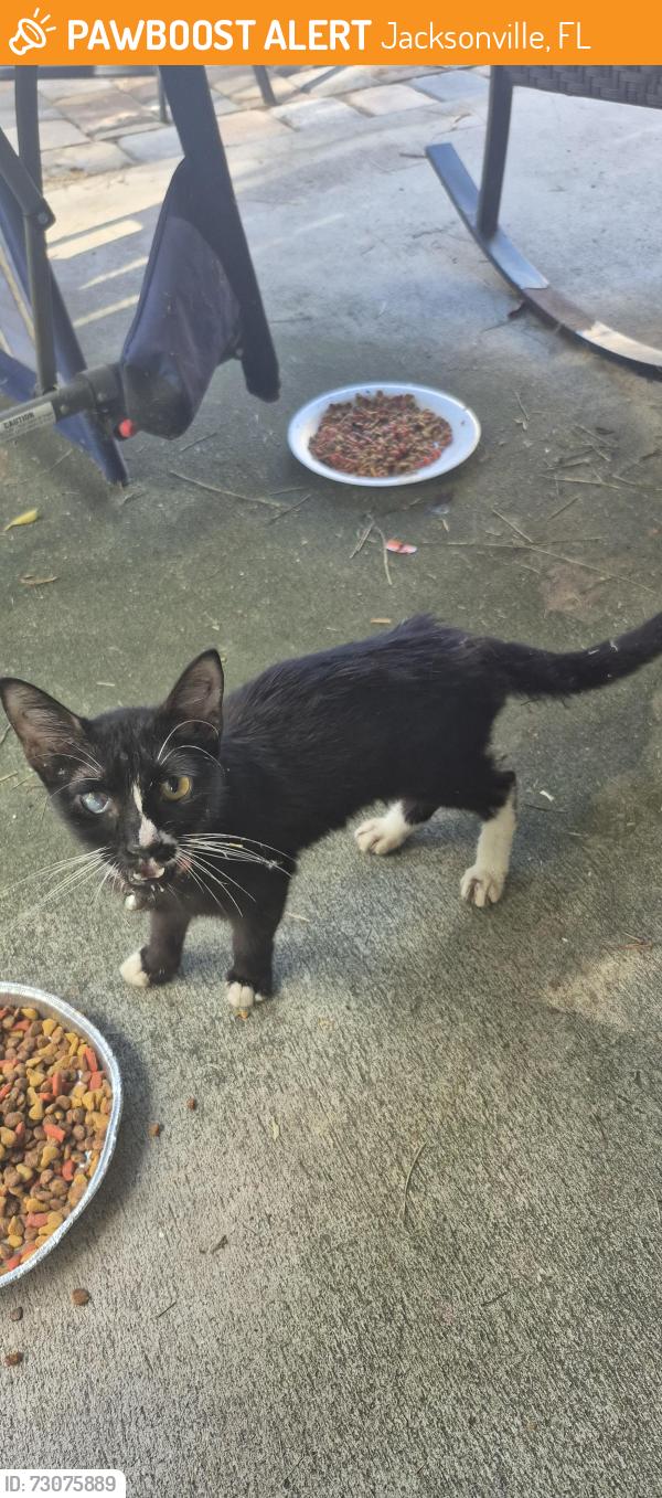Found/Stray Female Cat last seen Barnes University, Jacksonville, FL 32216
