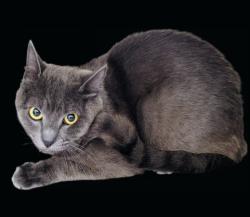 Shelter Stray Male Cat last seen , 3201 Lacy St, Los Angeles, CA 90031, USA