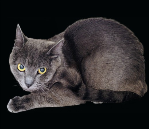 Shelter Stray Male Cat last seen , 3201 Lacy St, Los Angeles, CA 90031, USA
