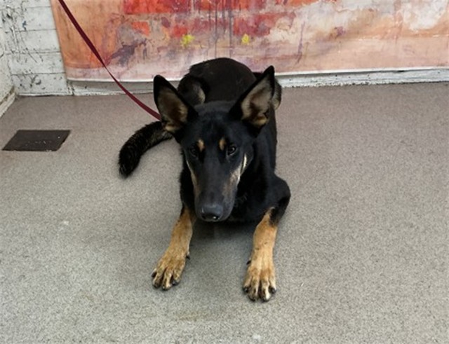 Shelter Stray Male Dog last seen Near BLOCK S VINE AVE, 333 Chandler Pl, San Bernardino, CA 92408, USA