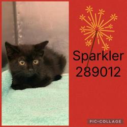 Shelter Stray Female Cat last seen TOM HILL (KROGER), 4214 Fulton Mill Rd, Macon, GA 31216, USA
