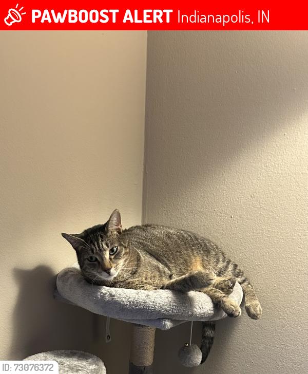 Lost Male Cat last seen E 30th street, Indianapolis, IN 46205