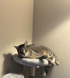 Lost Male Cat last seen E 30th street, Indianapolis, IN 46205