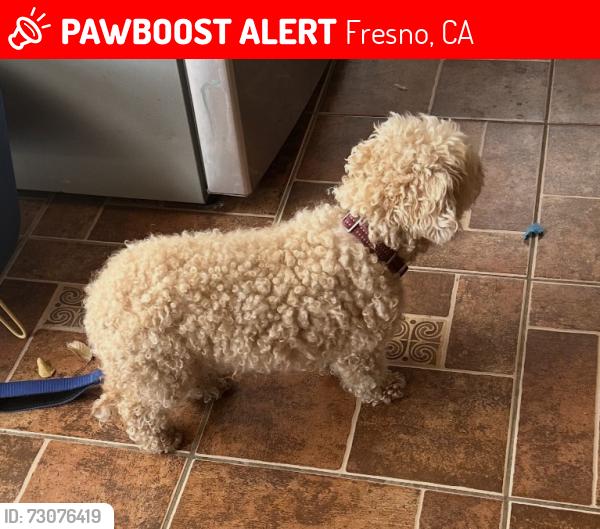 Lost Female Dog last seen Cedar & Gettysburg, Fresno, CA 93726