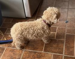 Lost Female Dog last seen Cedar & Gettysburg, Fresno, CA 93726