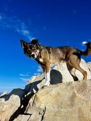 Reunited Male Dog last seen Mission + Silver, San Francisco, CA 94112
