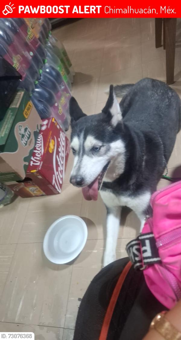 Lost Female Dog last seen San Vicente Chicoloapan de Juárez Centro, Lomas de Chocolín, Chimalhuacán, Chimalhuacán, Méx. 56338